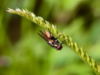 Fototapeta premium Musca domestica under grass stem with blurred background
