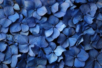 A close-up view of many vibrant blue hydrangea flower petals