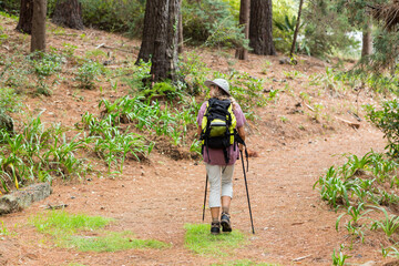Fototapeta premium Female hiker walking uphill on pine woodland trail carrying trekking poles and backpack in forest