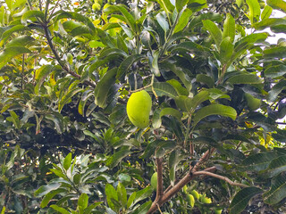 A close-up view of a mango tree with lush green leaves and several unripe mangoes hanging from the branches, captured in natural daylight.