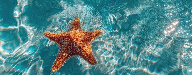 Starfish in Turquoise Water (2)