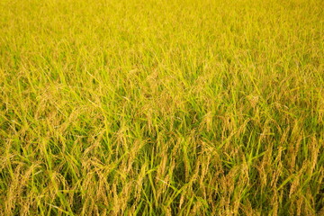 多重露光で表現した収穫間近な田んぼ	