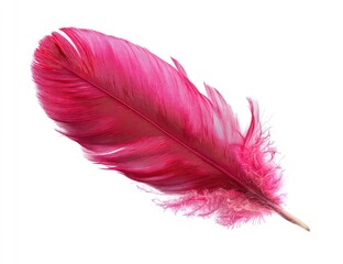 Vibrant pink feather against white (1)