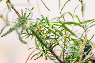 close up of Rosemary plant