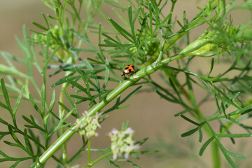 A lady beetle trundles along