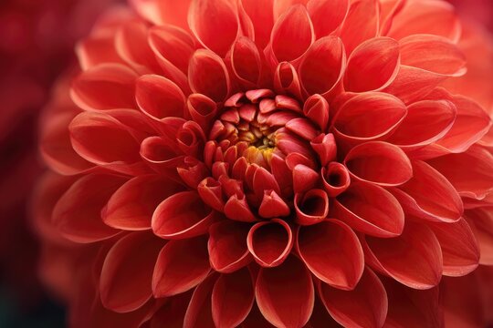 Close-up of a vibrant red dahlia (4)
