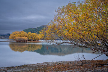 Beautiful yellow colorful leaves tree around turquoise lake Tekapo in Autumn South Island New Zealand 