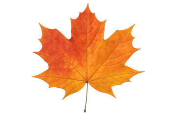 Maple leaf displaying vibrant autumn colors on transparent background