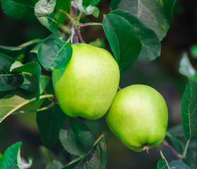 Apples Ready to Pick