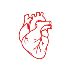 Anatomical Human Heart Drawing. Vibrant red outline artwork depicting the essential internal organ. Symbolizing life, deep affection, and medical wellness.
