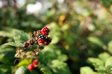A close-up of ripe blackberries and red berries on a lush green plant, captured with a blurred natural background under soft sunlight