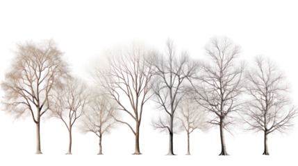 Group of bare deciduous trees in winter isolated on transparent background