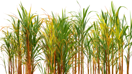 Tall green and yellow grass stalks isolated on transparent background