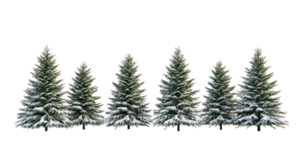 Group of snow covered pine trees isolated on transparent background