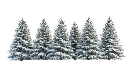 Row of snow covered pine trees isolated on transparent background