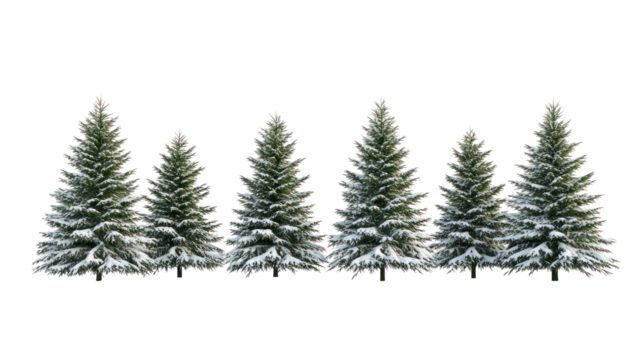 Group of snow covered pine trees isolated on transparent background