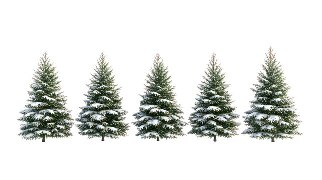 Five snow covered pine trees isolated on transparent background - Powered by Adobe