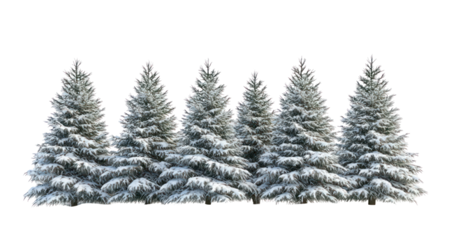Row of snow covered pine trees isolated on transparent background
