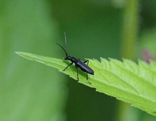 Naklejka premium Black beetle on green leaf