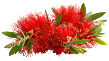 Vibrant red bottlebrush flower cluster isolated on transparent background