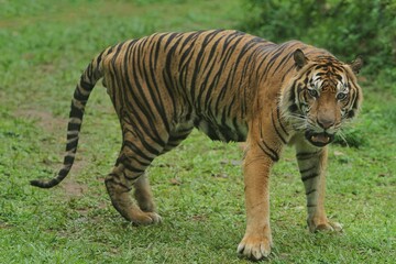 a sumatran tiger walking around in the grass while in a bad mood