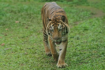 a sumatran tiger walking in the bushes while observing the surroundings