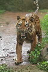 a sumatran tiger walking in the bushes in an angry mood