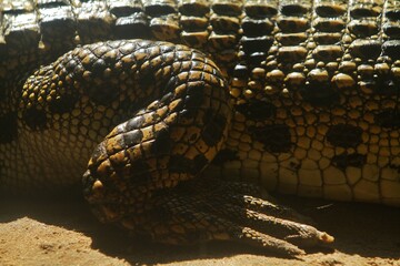 close up of a basking crocodile's feet