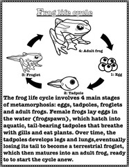Reading comprehension, basic knowledge about the life cycle of frogs, articles and black and white illustrations for elementary school children, size 8.5x11 inches.