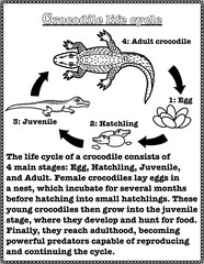 Reading comprehension, basic knowledge about the life cycle of crocodile, articles and black and white illustrations for elementary school children, size 8.5x11 inches.