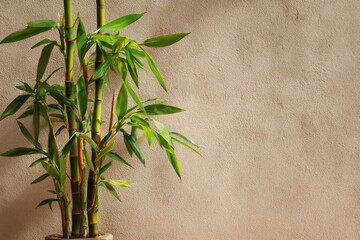 Potted bamboo plant against a textured wall