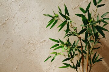 Bamboo plant on light beige wall