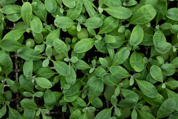 Young plant growth in a greenhouse, top view. Seedling close-up with selective focus. Growing plants, flowers and vegetables, gardening. Young shoots of plants in a greenhouse