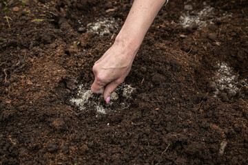 Female farmer fertilizing soil with organic crystalline fertilizer. Gardening and farming.
