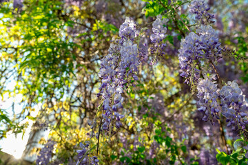 Wisteria branch on a tree
