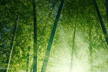 光さす竹林
