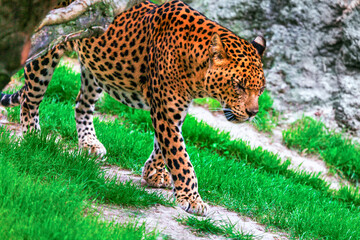 Majestic Sri Lankan leopard gracefully walks on grassy rocky terrain, showcasing its distinctive...