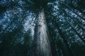 闇に包まれた杉林
