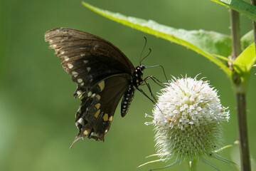 Butterfly 2021-23  
Spicebush Swallowtail (Papilio Troilus)