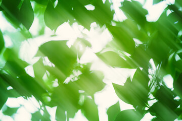 緑の葉のシルエットが美しい