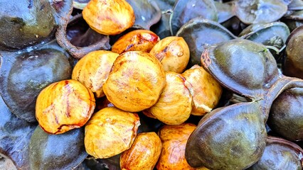 Detailed photo of raw jengkol fruit with peeled seeds and unopened pods. Jengkol, also called dogfruit, is an edible seed widely consumed in local dishes across Southeast Asia