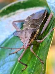 Macro photograph of a leaf-footed bug resting on a leaf. The insect’s body texture and distinctive antennae are clearly visible with vivid details, highlighted against a soft green background