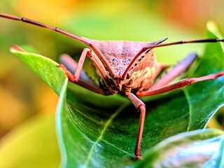 Macro photograph of a leaf-footed bug resting on a leaf. The insect’s body texture and distinctive antennae are clearly visible with vivid details, highlighted against a soft green background