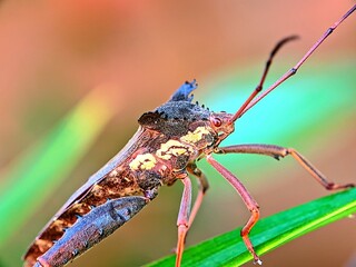 Macro photograph of a leaf-footed bug resting on a leaf. The insect’s body texture and distinctive antennae are clearly visible with vivid details, highlighted against a soft green background