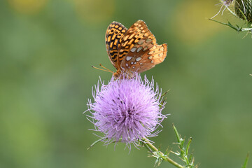 Butterfly 2021-25
Aphrodite fritillary (Speyeria aphrodite)