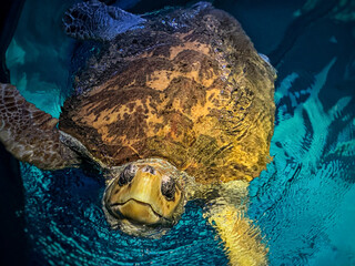 Loggerhead sea turtle swimming near the surface in clear turquoise water, detailed shell texture and gentle ripples, marine conservation concept