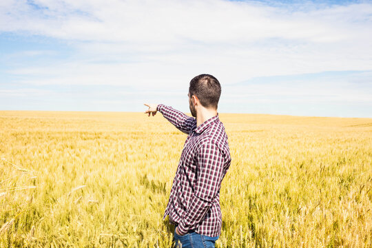 Adult man pointing toward far horizon standing in wheat field under partly cloudy sky, copy space