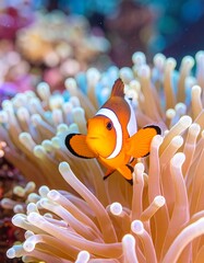 Clownfish nestled in vibrant anemone