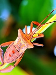 Macro photograph of a leaf-footed bug resting on a plant stem. The insect’s body texture and distinctive antennae are clearly visible with vivid details, highlighted against a soft green background