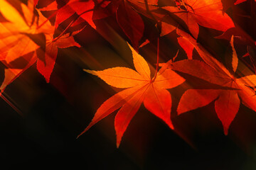 燃えるような紅葉